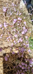 Limonium companyonis