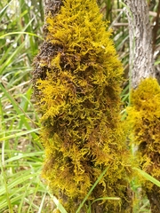 Thuidiopsis
