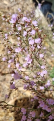 Limonium companyonis