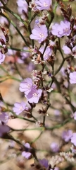 Limonium companyonis