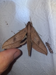 Xylophanes anubus