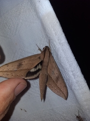 Xylophanes anubus