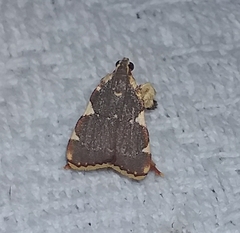 Parachma rufoflavalis