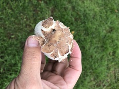 Chlorophyllum molybdites