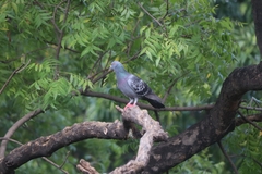 Columba livia domestica