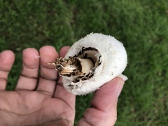 Chlorophyllum molybdites
