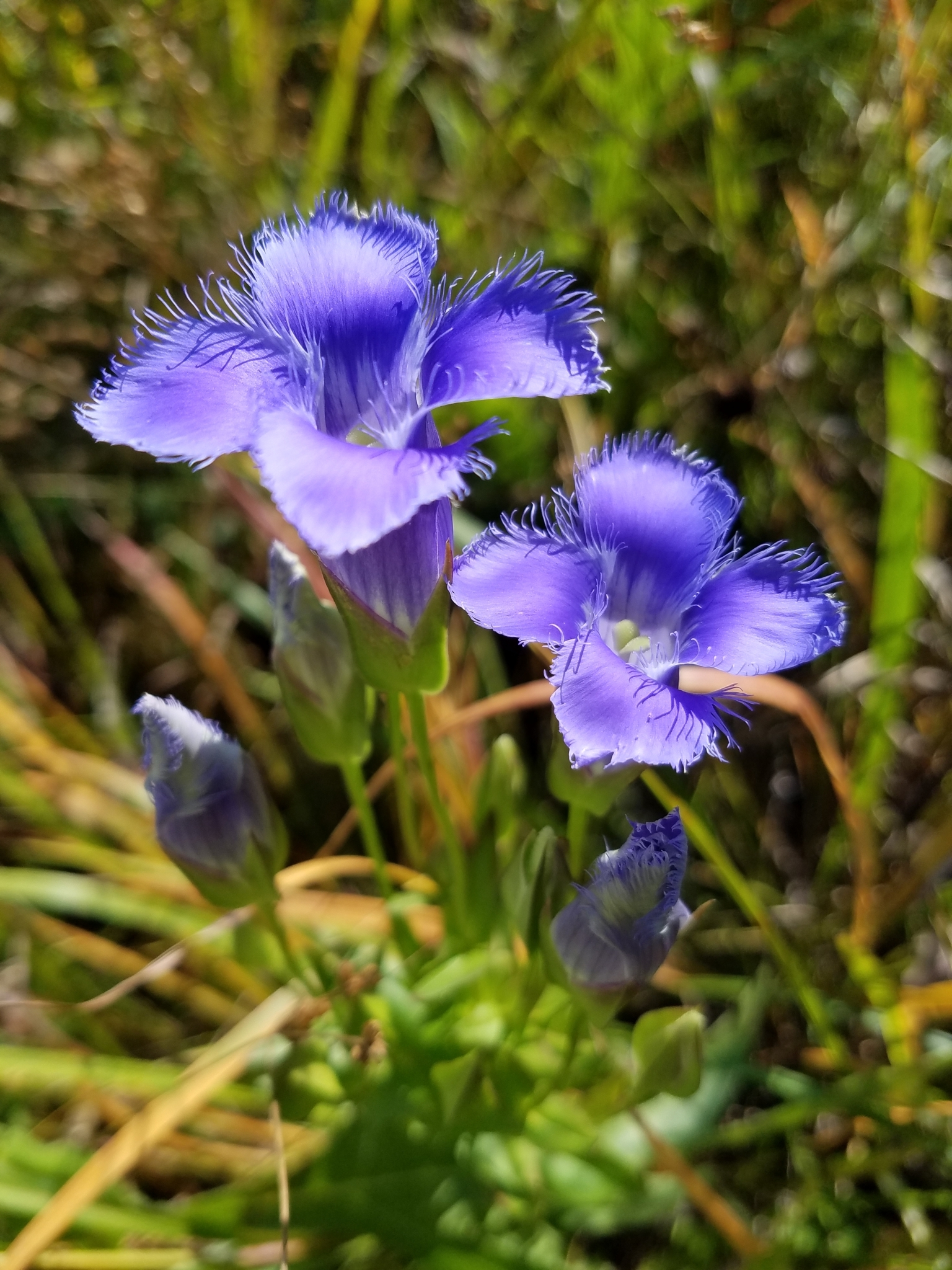 Gentianopsis