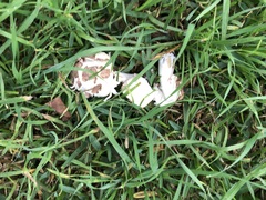 Chlorophyllum molybdites