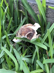 Chlorophyllum molybdites