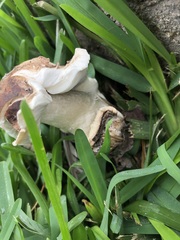 Chlorophyllum molybdites