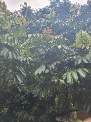 Pometia pinnata