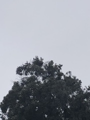 Parabuteo unicinctus