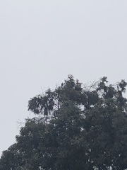 Parabuteo unicinctus