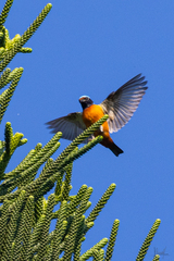 Chlorophonia elegantissima