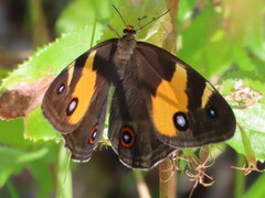 Tisiphone abeona abeona