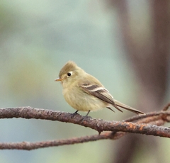 Empidonax occidentalis
