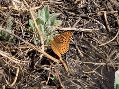 Speyeria callippe macaria