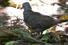 Columbina talpacoti