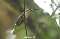 Phaethornis longirostris