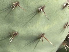 Opuntia × occidentalis