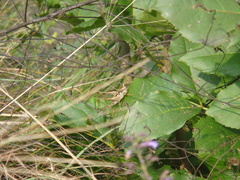 Pachytrachis striolatus