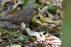 Columbina talpacoti