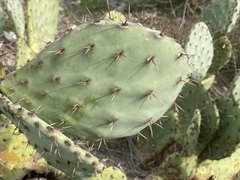 Opuntia × occidentalis