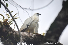 Pseudastur albicollis