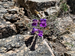 Penstemon laetus
