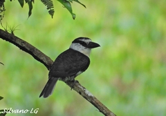 Notharchus hyperrhynchus