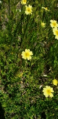 Potentilla recta