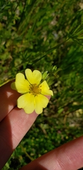 Potentilla recta