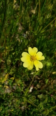 Potentilla recta