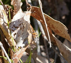 Austalis pulchella