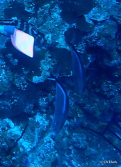 Caranx ruber