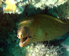 Gymnothorax prasinus