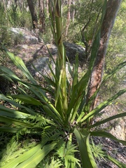 Doryanthes excelsa