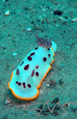 Goniobranchus splendidus