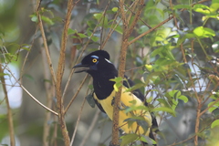 Cyanocorax chrysops