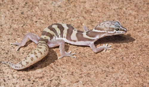 Western Banded Gecko