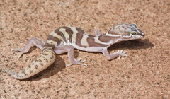 Western Banded Gecko photo 4