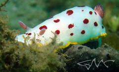 Goniobranchus splendidus