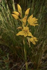 Chloraea nudilabia