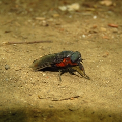 Osca lata