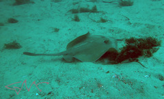 Trygonoptera testacea