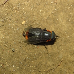 Osca lata