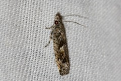 Holocola thalassinana