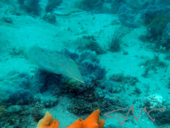 Sepia plangon