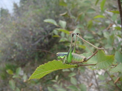 Eupholidoptera chabrieri