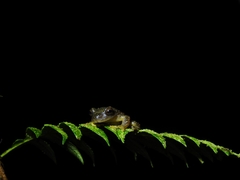 Ptychohyla hypomykter